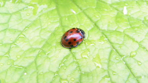 Eyed Ladybird