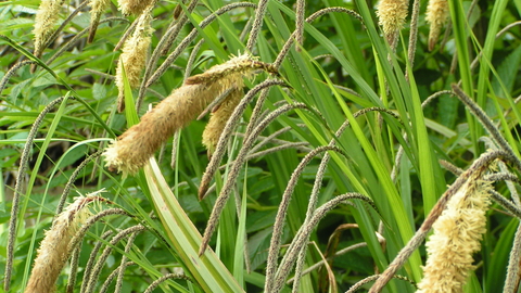 Pendulous Sedge