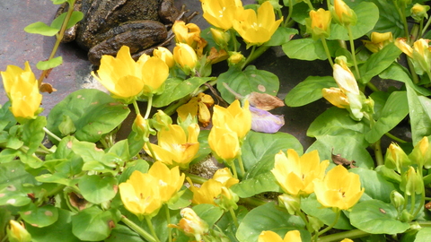 Creeping Jenny