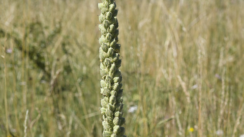 Great Mullein