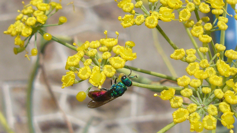 Ruby-tailed Wasp