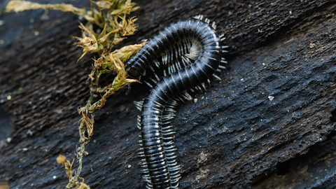 White-legged Snake Millipede