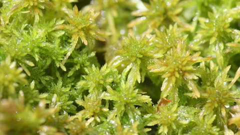 Sphagnum Moss