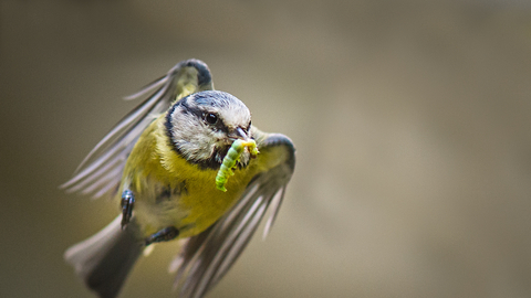 blue tit