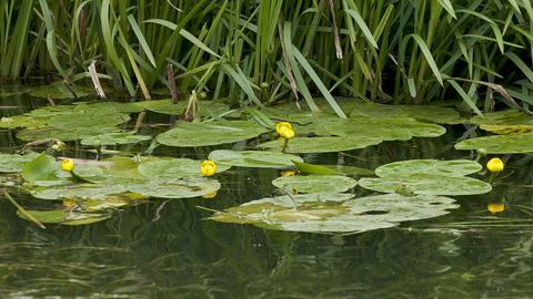 Yellow Water-lily