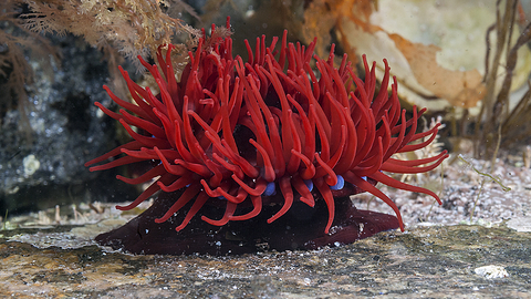 Beadlet Anemone