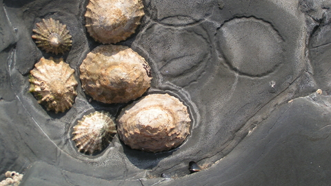 Limpets