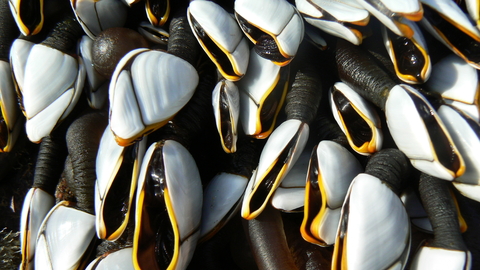 Goose Barnacles