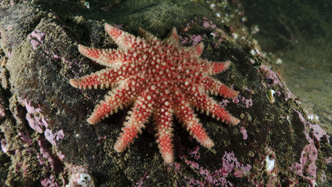 Common Sunstar