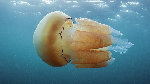 Barrel jellyfish