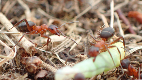 Narrow-headed ants