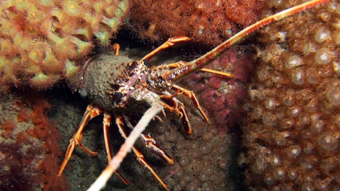 Spiny lobster