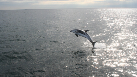 White-beaked dolphin