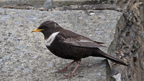 Ring ouzel