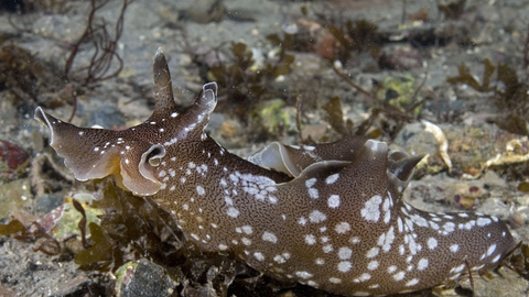 Sea hare