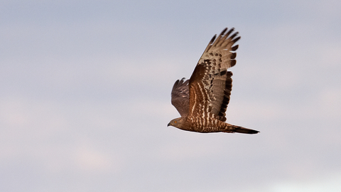 Honey buzzard