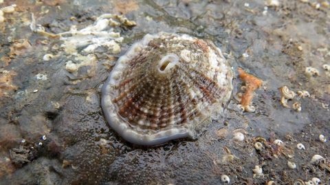 Keyhole limpet