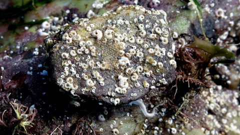 Spirorbis tube worms