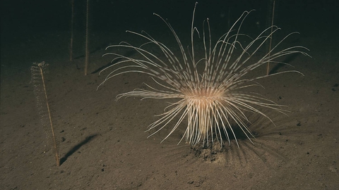 Fireworks anemone