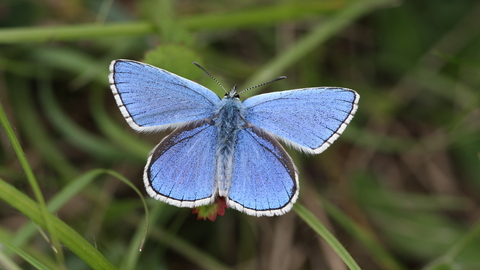 Adonis blue