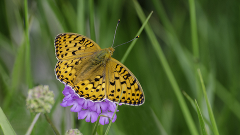 Dark green fritillary