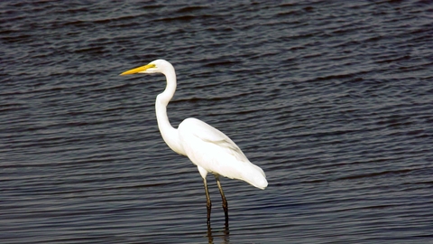 Great white egret