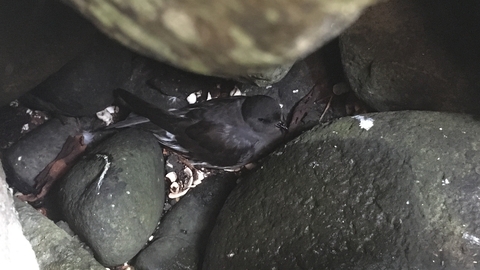 Storm petrel