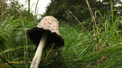 Shaggy Inkcap