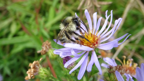 Shrill carder bee male