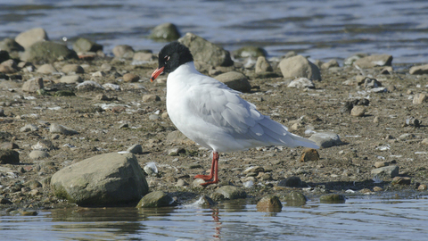 Mediterranean gull