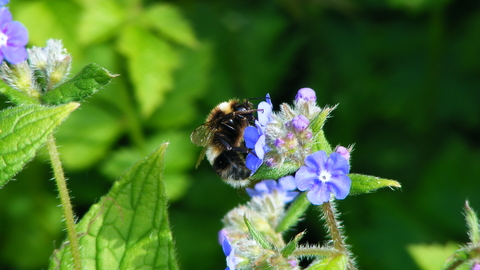 Heath bumblebee