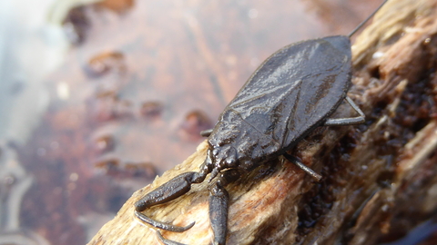 Water scorpion wildlife trust