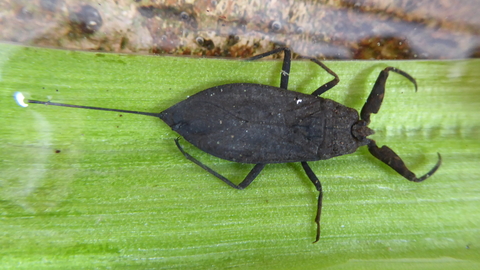 Water scorpion wildlife trust