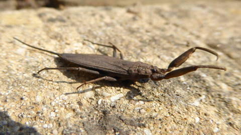 Water scorpion wildlife trust