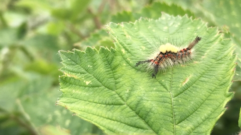 Vapourer moth caterpillar