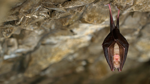 lesser horseshoe bat