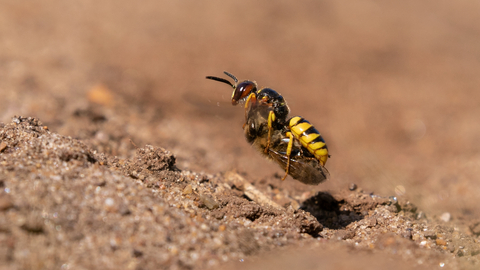 Bee wolf carrying honeybee