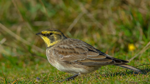 Shore lark