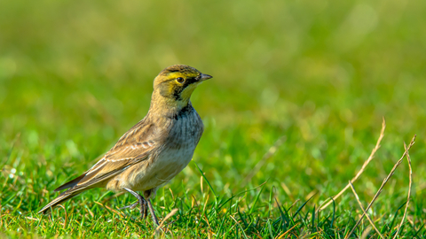 Shore lark