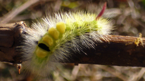 Pale tussock moth caterpillar