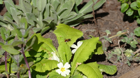 Red mason bee male © Leanne Manchester