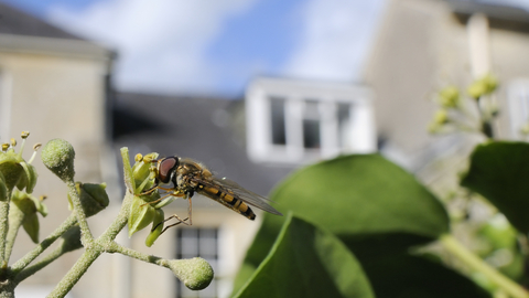 Marmalade hoverfly © Nick Upton/2020VISION