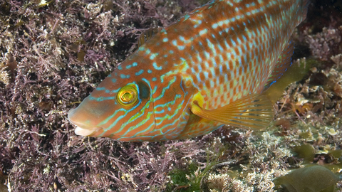 Corkwing wrasse