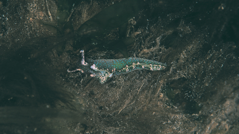 solar powered sea slug