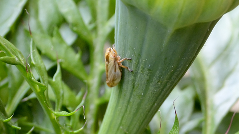 Common froghopper