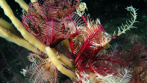 feather star