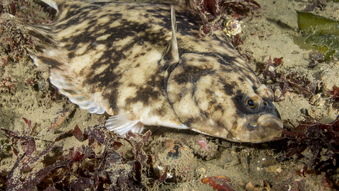 Flounder