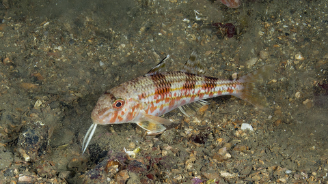 red mullet