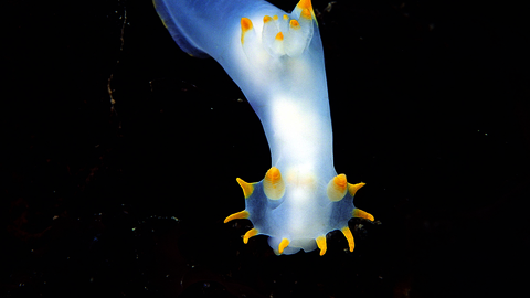 Sea slug Polycera faeroensis