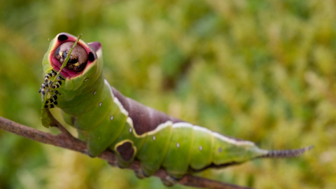 Puss moth caterpillar